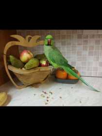 Lost Indian Ringneck Parakeet