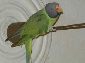 Lost Parakeet