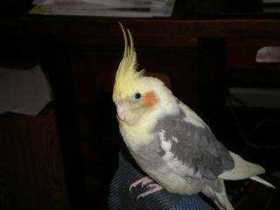 Lost Cockatiel