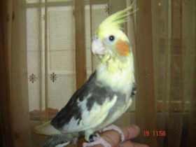 Lost Cockatiel