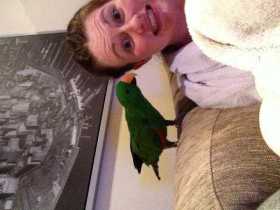 Lost Eclectus