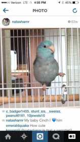 Lost Parrotlet