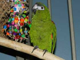 Lost Macaw