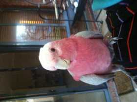 Lost Galah Cockatoo