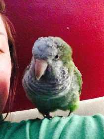 Lost Conure