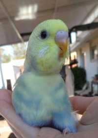 Lost Budgerigar