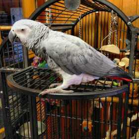 Lost African Grey