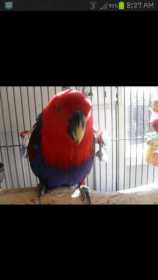 Lost Eclectus