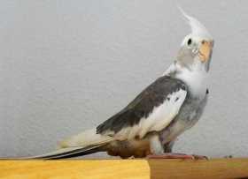 Lost Cockatiel