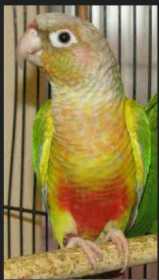 Lost Conure