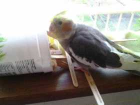 Lost Cockatiel