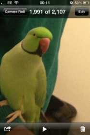 Lost Parakeet