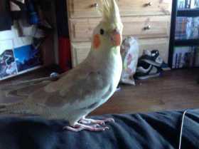 Lost Cockatiel