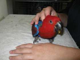 Lost Eclectus