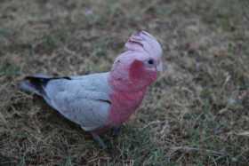 Lost Galah Cockatoo