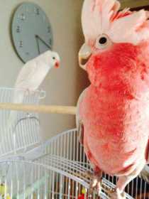 Lost Galah Cockatoo