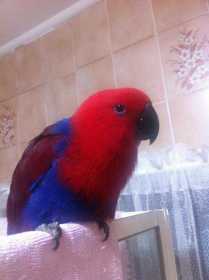 Lost Eclectus