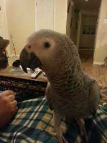 Lost African Grey