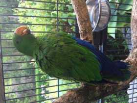 Lost Eclectus