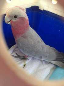 Lost Galah Cockatoo