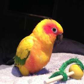 Lost Conure