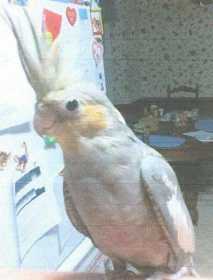 Lost Cockatiel