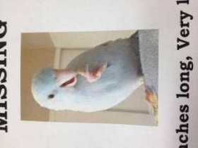 Lost Parrotlet