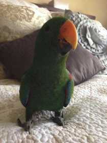 Lost Eclectus