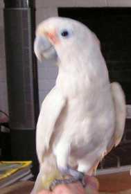 Lost Cockatoo