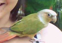 Lost Conure