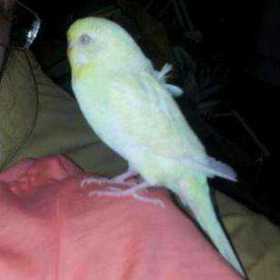 Lost Budgerigar