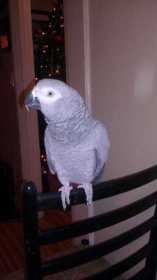 Lost African Grey