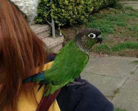 Lost Conure