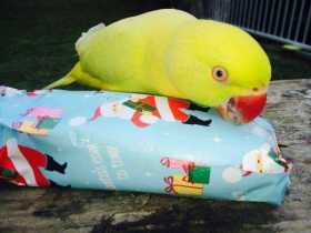 Lost Indian Ringneck Parakeet