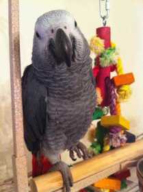 Lost African Grey