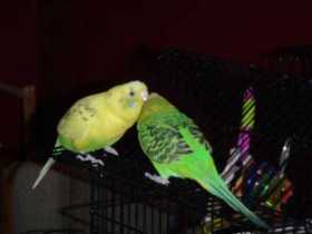 Lost Budgerigar