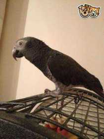 Lost African Grey