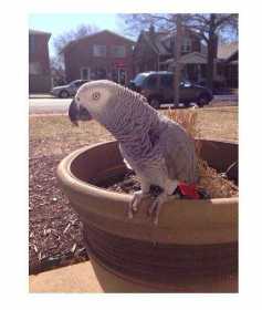 Lost African Grey