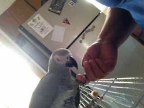 Lost African Grey