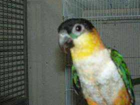 Lost Caique