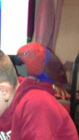 Lost Eclectus