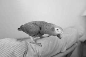 Lost African Grey