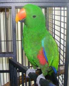 Lost Eclectus