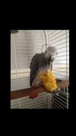 Lost African Grey