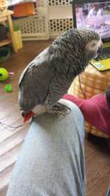 Lost African Grey