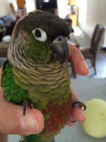 Lost Conure