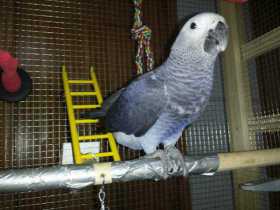 Lost African Grey