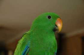 Lost Eclectus