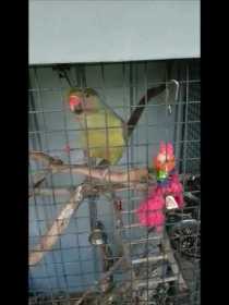 Lost Indian Ringneck Parakeet