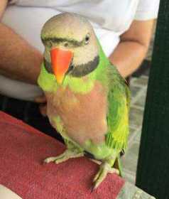 Lost Mustached / Moustached Parakeet